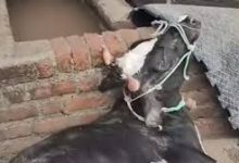 الزراعة تكشف حقيقة فيديو نفوق الماشية: مزيف ومنسوب لدولة أخرى