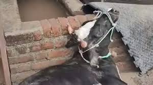 الزراعة تكشف حقيقة فيديو نفوق الماشية: مزيف ومنسوب لدولة أخرى