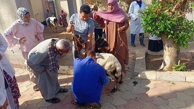 الزراعة تواصل جهود دعم مربي الثروة الحيوانية: 3 قوافل بيطرية مجانية بالقليوبية لدعم صغار المربين