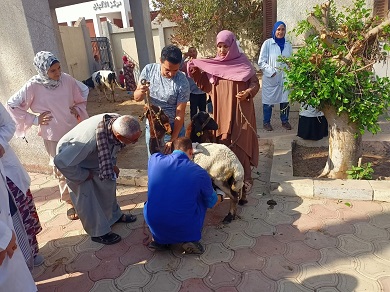الزراعة تواصل جهود دعم مربي الثروة الحيوانية: 3 قوافل بيطرية مجانية بالقليوبية لدعم صغار المربين