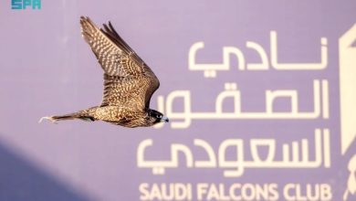 المنطقة الشرقية تستضيف كأس نادي الصقور السعودي 2025