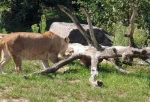 امرأة تفقد حياتها وصبي يصاب في هجومين لنمور في الهند