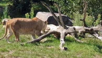 امرأة تفقد حياتها وصبي يصاب في هجومين لنمور في الهند