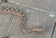 بسبب الثعابين.. مدينة إسرائيلية تعيش "فيلم رعب" وتطالب بتدخل عاجل