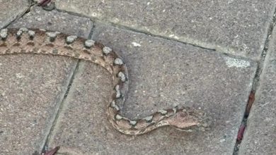 بسبب الثعابين.. مدينة إسرائيلية تعيش "فيلم رعب" وتطالب بتدخل عاجل