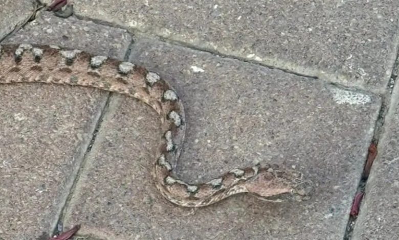 بسبب الثعابين.. مدينة إسرائيلية تعيش "فيلم رعب" وتطالب بتدخل عاجل