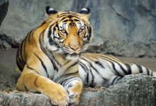 تحذيرات دولية من تسارع تهريب النمور وتهديد خطير لبقائها عالمياً