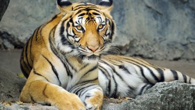 تحذيرات دولية من تسارع تهريب النمور وتهديد خطير لبقائها عالمياً