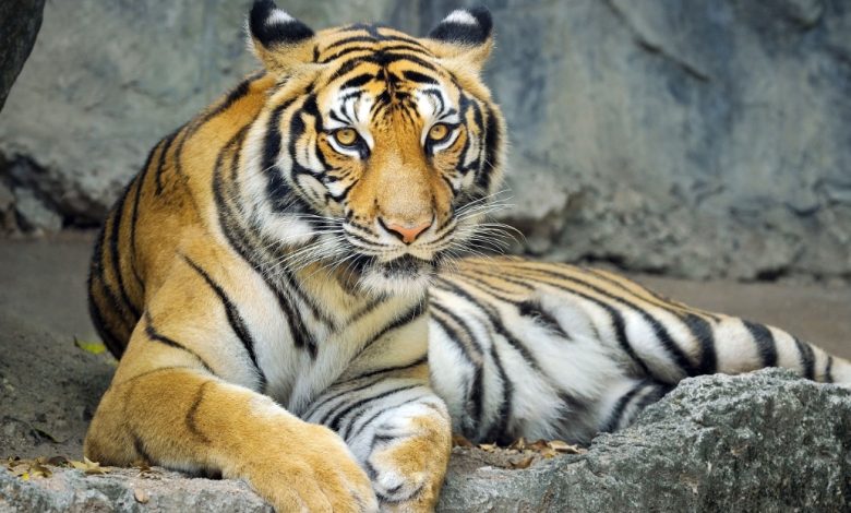 تحذيرات دولية من تسارع تهريب النمور وتهديد خطير لبقائها عالمياً