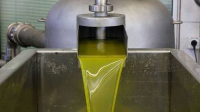 تراجع إنتاج زيت الزيتون الموسم الحالي...