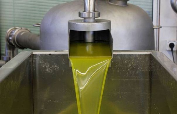 تراجع إنتاج زيت الزيتون الموسم الحالي...