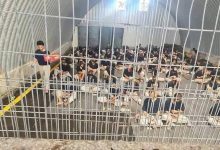 تصاعد الإبادة داخل السجون.. إفادات مروعة عن الصعق بالكهرباء وإطلاق الرصاص