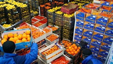 تصديري الصناعات الغذائية: مصر تصدر غذاء بـ11 مليار دولار سنويا
