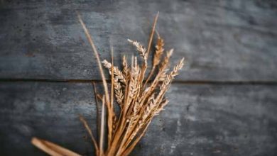حبوب الشعير الكاملة لتعزيز الصحة وخفض الكوليسترول