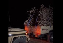 ضبط مواطن لنقله حطب محلي في منطقة المدينة المنورة