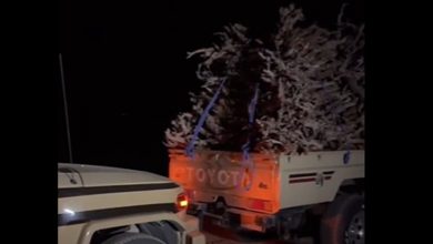 ضبط مواطن لنقله حطب محلي في منطقة المدينة المنورة