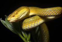 كيف تتعامل الكائنات الحية مع السموم في الطبيعة؟