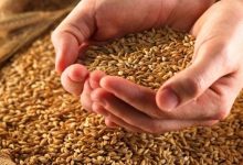 لتعزيز المخزون الاستراتيجي.. طرح عطاءات لشراء كميات من...