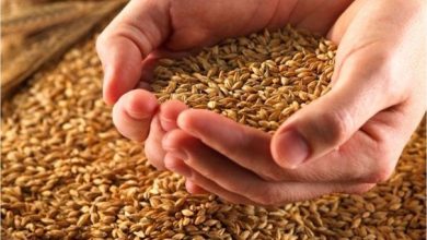 لتعزيز المخزون الاستراتيجي.. طرح عطاءات لشراء كميات من...