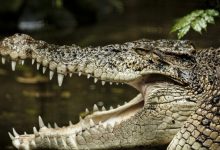 ما السر وراء مقولة "دموع التماسيح" وهل يبكي التمساح حقا؟...