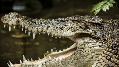 ما السر وراء مقولة "دموع التماسيح" وهل يبكي التمساح حقا؟...