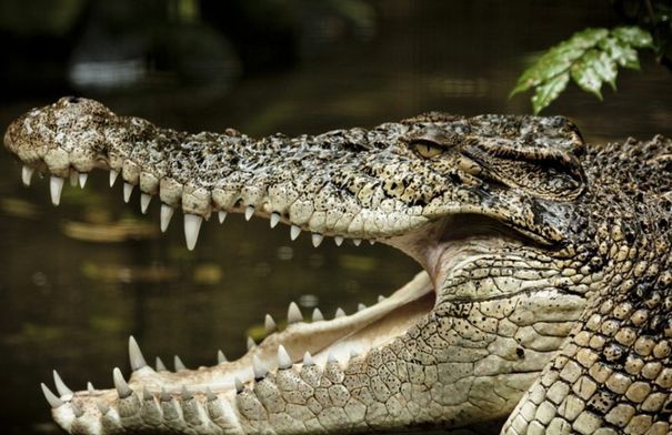 ما السر وراء مقولة "دموع التماسيح" وهل يبكي التمساح حقا؟...