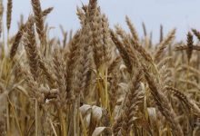 مدير الصوامع: مخزون الأردن من القمح يكفي الاستهلاك المحلي حتى 10 أشهر