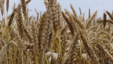 مدير الصوامع: مخزون الأردن من القمح يكفي الاستهلاك المحلي حتى 10 أشهر