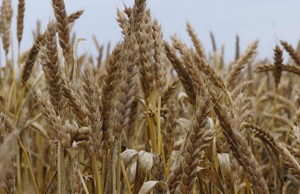 مدير الصوامع: مخزون الأردن من القمح يكفي الاستهلاك المحلي حتى 10 أشهر