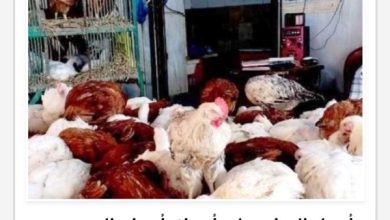 اسعار الدواجن