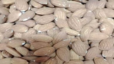 أبرز الأطعمة الغنية بفيتامين «هـ» لصحة البشرة والجهاز المناعي