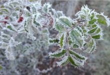 أجواء باردة وضباب وصقيع الجمعة في المملكة...