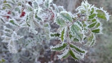 أجواء باردة وضباب وصقيع الجمعة في المملكة...