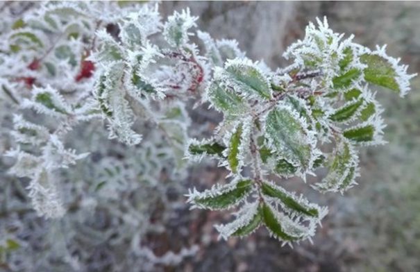 أجواء باردة وضباب وصقيع الجمعة في المملكة...