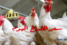 أسعار الدواجن اليوم في مصر الجمعة 12 ديسمبر 2025 للمستهلك