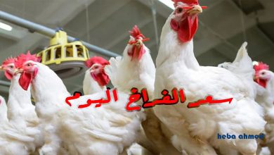 أسعار الدواجن اليوم في مصر الجمعة 12 ديسمبر 2025 للمستهلك