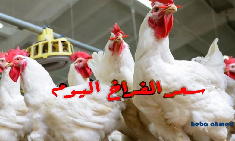 أسعار الدواجن اليوم في مصر الجمعة 12 ديسمبر 2025 للمستهلك