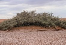 أشجار السدر المعمّرة في وادي الهلالي.. إرث طبيعي نادر شرق عرعر