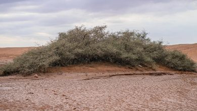 أشجار السدر المعمّرة في وادي الهلالي.. إرث طبيعي نادر شرق عرعر
