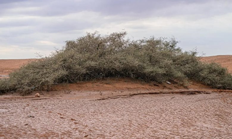 أشجار السدر المعمّرة في وادي الهلالي.. إرث طبيعي نادر شرق عرعر