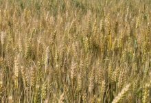 ارتفاع نسب الاكتفاء الذاتي للمنتجات الغذائية في السعودية لعام 2024