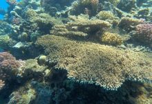 البيئة تعلن الحيد المرجاني العظيم بالبحر الأحمر منطقة محمية طبيعية بحرية