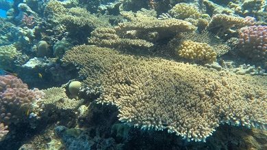 البيئة تعلن الحيد المرجاني العظيم بالبحر الأحمر منطقة محمية طبيعية بحرية