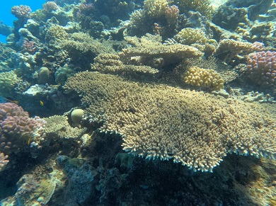 البيئة تعلن الحيد المرجاني العظيم بالبحر الأحمر منطقة محمية طبيعية بحرية