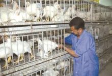 الزراعة تخاطب البلدية موجة إنفلونزا طيور قادمة فأغلقوا محلات الدجاج الحي