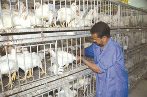 الزراعة تخاطب البلدية موجة إنفلونزا طيور قادمة فأغلقوا محلات الدجاج الحي