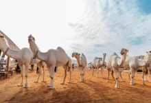 النهدي وابن جخدب ينتزعان «الأول» في «فردي الجل ودق قعدان الوضح»