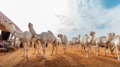النهدي وابن جخدب ينتزعان «الأول» في «فردي الجل ودق قعدان الوضح»