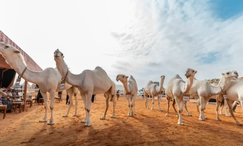 النهدي وابن جخدب ينتزعان «الأول» في «فردي الجل ودق قعدان الوضح»