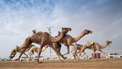 الهجن السعودية تظفر بكأسي "اللقايا" في كأس وزارة الرياضة